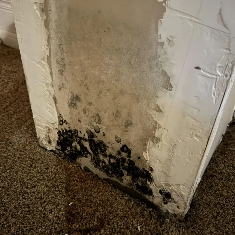 Professional Mold Removal in Greeley, NE